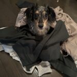 犬とパジャマ
